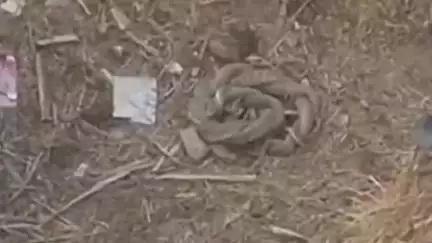 हसनपुर: गांव हथियाखेड़ा के जंगल में दिखा सांपों का जोड़ा, ग्रामीणों की भीड़ जुटी, नाग-नागिन का जोड़ा खेतों की तरफ भागा