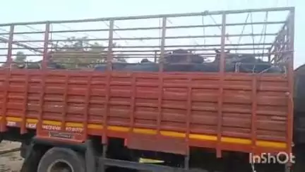 बुदनी: बगवाड़ा टोल प्लाजा के पास बजरंग दल कार्यकर्ताओं ने भैंसों से भरा ट्रक पकड़कर पुलिस को सौंपा