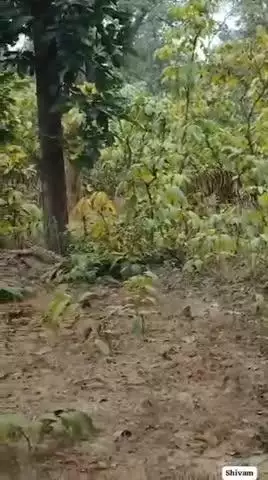 लखीमपुर-दुधवा नेशनल पार्क की किशनपुर वन सेंचुरी में एक साथ कई बाघों की साइटिंग का दावा करते हुए एक वीडियो सोशल मीडिया वा