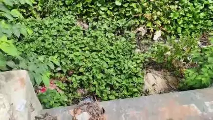 বারাসাত ১: সুটি নদীর বেহাল দশা: সংস্কারের ৬ মাসের মধ্যেই ফের অচলাবস্থা, ১৮টি পোল সংস্কারের দাবি#jansamasya