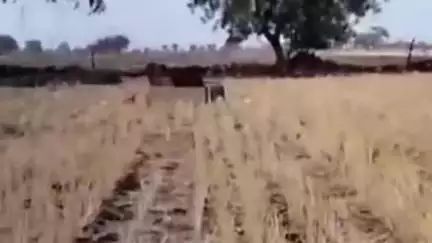शाहबाद: छिनोद गांव में एक ही रात में 4 घरों में हुई चोरी, लाखों के जेवर व नकदी ले गए चोर