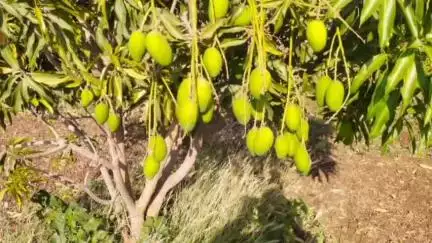 खरगौन: बंजर जमीन पर स्व-सहायता समूह ने लगाया आम का बगीचा, लाखों रुपये की हो रही है कमाई