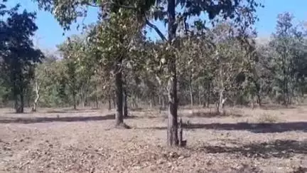 सोहागपुर: ग्राम खापा में आकाशीय बिजली गिरने से 16 वर्षीय किशोर की मौत, पुलिस ने पोस्टमार्टम कराया