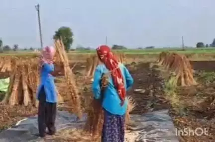 માંગરોળ: તાલુકા મા ખેડૂતોના તલના ભાવમાં ધરખમ ઘટાડો કરી વેપારીઓ દ્વારા ખેડૂતોનું શોષણ કરાતું હોવાની ફરિયાદ ઉઠી #Jansamasya