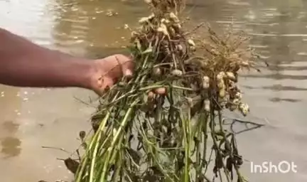 कुडाळ: हुमरमळा अणाव भागात अवकाळी पावसामुळे शेतकऱ्यांचे भुईमुग, चवळी, नाचणी पिकांचे मोठ्या प्रमाणात नुकसान #Jansamasya