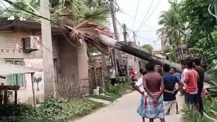 হবিবপুর: সোলাডাঙায় ঝোড়ো হাওয়ায় বিদ্যুতের তারের উপর পড়ল তালগাছ, অল্পের জন্য প্রাণ রক্ষা হল সাধারণ মানুষের