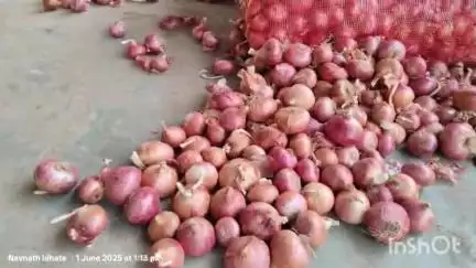फुलंब्री: शहरातील कृषी उत्पन्न बाजार समितीत कांदा लिलावचा आजपासून शुभारंभ