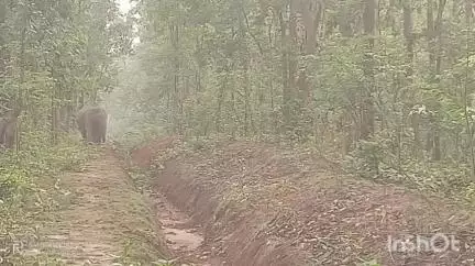 खरसिया: पुसल्दा के जंगल में दिखा जंगली हाथी, वन विभाग ने ग्रामीणों को किया अलर्ट