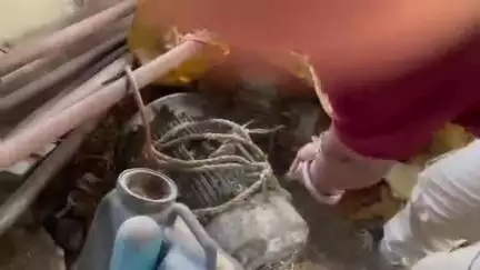 बैतूल: बैतूल बाजार में खेत में दिखा घोड़ा पछाड़ धामन सांप, सर्प मित्र ने रेस्क्यू कर सुरक्षित जंगल में छोड़ा