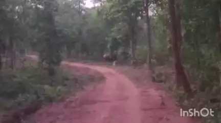 उदयपुर धरमजयगढ़: हाथियों का दल डोंगाभवना डेम के नजदीक पहुंचा, इलाके में वन विभाग हुआ अलर्ट