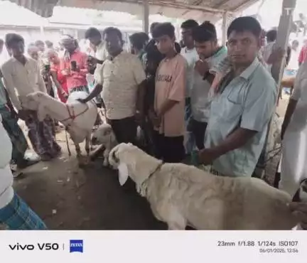 मनसाही:- ईद- उल - अजहा (बकरीद) पर्व को लेकर शुक्रवार को लगेंगे स्पेशल हॉट 
रविवार को बकरा की खरीददारी करते हैं लोग।
