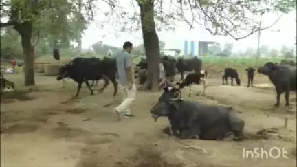 દિયોદર: લીલાધર ગામના પશુપાલક મિલ્ક ડે ને લઈને આપી પ્રતિક્રિયા