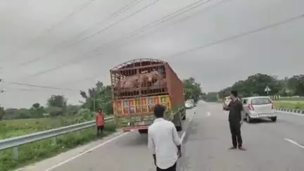 দাংতল ৰাজহ চক্ৰ: সুন্দৰীত উৰিষ্যাৰ পৰা অহা গাহৰি ভৰ্তি দুখনকৈ গাড়ী জব্দ কৰে অসম গাহৰি পালক সন্থাই