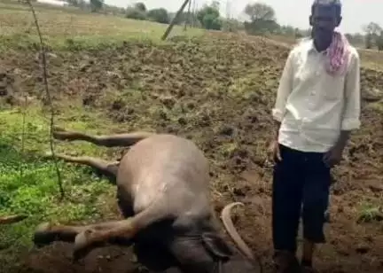 గాంధారి: బుర్గల్లో ఆదివారం విద్యుత్ షాక్ తగిలి గేదె మృతి