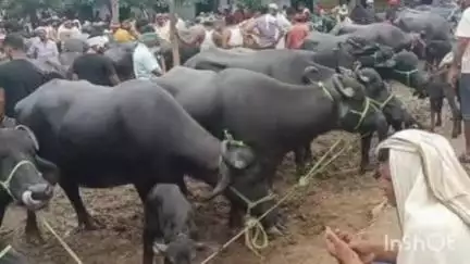 सोहावल: आज जुबेरगंज की भैंस बाजार लग गई, वित्तीय वर्ष के लिए लाइसेंस नवीनीकरण न होने से बाजार पर थी रोक