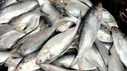 রামনগর ১: বাজারে ইলিশ সংকট, এই ব্যাপার নিয়ে প্রতিক্রিয়া দিলেন পূর্ব মেদিনীপুর মৎস্যজীবী ফোরামের সম্পাদক দেবাশীষ শ্যামল