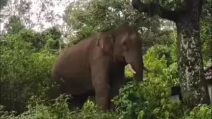 வால்பாறை: ஈட்டியார் எஸ்டேட் பகுதியில் உணவு தேடி குடியிருப்புக்குள் நுழைந்த காட்டு யானை.