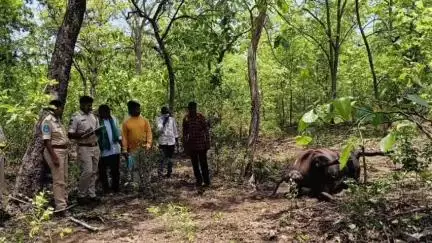 అసిఫాబాద్: వేటగాళ్లు అమర్చిన విద్యుత్ తీగలు తగిలి రెండు బర్రెలు మృతి, కేసు నమోదు చేసిన తిర్యాణి ఎస్ఐ శ్రీకాంత్