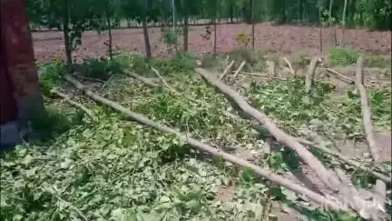 सहारनपुर: थाना चिलकाना क्षेत्र में एक व्यक्ति ने पेड़ों की अवैध कटाई करने का आरोप 5 लोगों पर लगाया, पुलिस से न्याय की गुहार लगाई