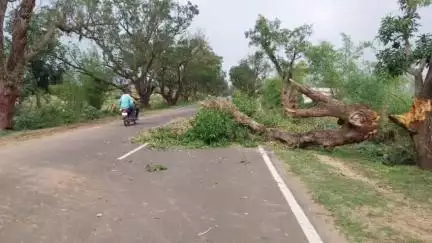 लालबर्रा: लामता-बैहर राज्य मार्ग पर तेज हवा से गिरे पेड़, यातायात बाधित, दो बाइक सवार घायल