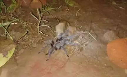 মানবাজার ১: ট্যারেন্টুলা আতঙ্কে তটস্থ মানবাজারের ঝাড়বাগ্দা গ্রাম