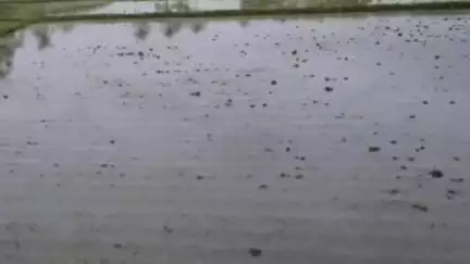തലപ്പിള്ളി: ചേലക്കര പഴയന്നൂരിൽ കനത്ത മഴയിൽ വ്യാപക കൃഷി നാശം #localissue