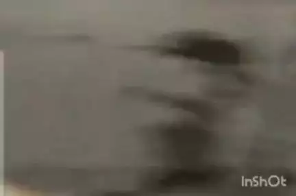 देसूरी: सादड़ी में तेज रफ्तार कार ने सड़क पर बैठी गाय को कुचला, चालक ने 20 मीटर तक घसीटा, पुलिस ने किया गिरफ्तार