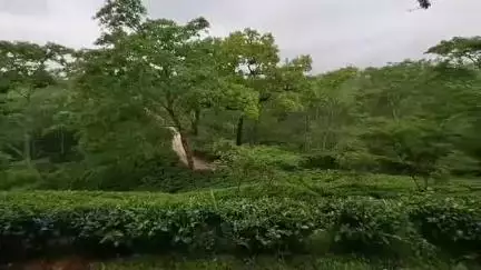 সাব্রুম: সাব্রুমের লুধুয়া চা বাগান হবে দার্জিলিং, বললেন রাজ্যের পর্যটন মন্ত্রী সুশান্ত চৌধুরী