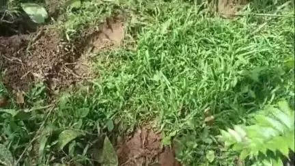 സുൽത്താൻബത്തേരി: പുൽപ്പള്ളി കാപ്പികുന്നിൽ കാട്ടാനക്കൂട്ടങ്ങളുടെ വിളയാട്ടം, പരിഹാരം കാണണമെന്ന ആവശ്യവുമായി നാട്ടുകാർ #localissue