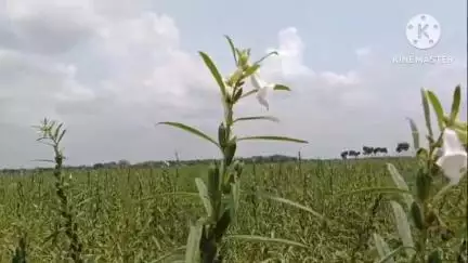 সাঁকরাইল: ধানের তুলনায় তিল চাষ করে মিলছে লাভ, ভবিষ্যতের আশায় বুক বাঁধছেন সাঁকরাইলের চাষিরা
