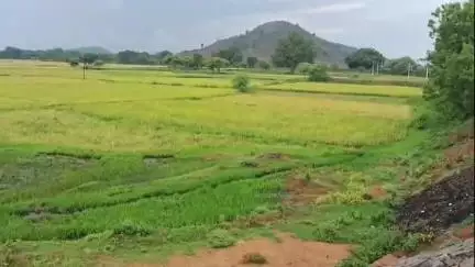ଟିଟିଲାଗଡ: ଅଦିନିଆ ବର୍ଷା ଯୋଗୁଁ କୁସକେଲା ପଞ୍ଚାୟତର ଲିମପଡ଼ା,ଲୁଧିପଡ଼ା, ସିକୁଆଁ,ଗ୍ରାମର ଚାଷୀଙ୍କ ଫସଲ ହୋଇଗଲା ଗଜା
 #jansamasya
