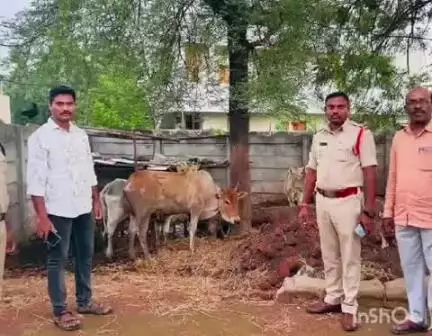 భద్రకాళి నగర్‌లో గోవధ కోసం అక్రమంగా ఉంచిన ఆవులను గోశాలకు తరలించిన మామునూరు టాస్క్‌ఫోర్స్ పోలీసులు
