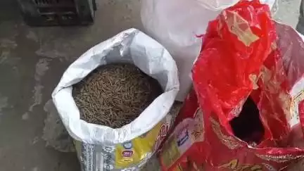 রামপুরহাট ১: ১৪ নম্বর জাতীয় সড়কে পিকাপ ভ্যানে ফাঁকা প্লাস্টিকের ক্যারেটের আড়ালে গাঁজা পাচার রুখলো রামপুরহাট থানার পুলিশ,গ্রেফতার ৩