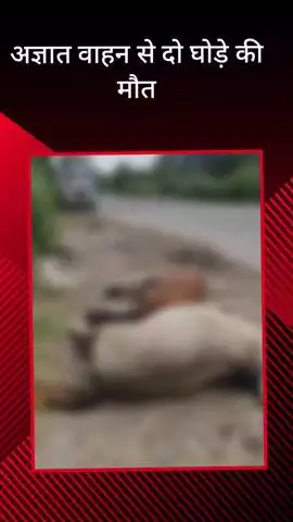 सरधना: मेरठ रोड स्थित पेपर मिल के निकट अज्ञात वाहन की टक्कर से दो घोड़ों की हुई मौत, नगर पालिका ने नहीं लिया संज्ञान