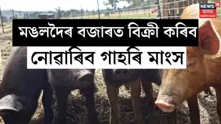 Mangalgoi News : মঙলদৈৰ বঙলাগড় বজাৰত বিক্ৰী কৰিব নোৱাৰিব গাহৰি মাংস | N18V | African Swine Fever |