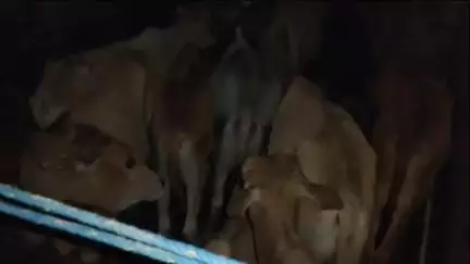 নগাঁও: কঠিয়াতলীত অবৈধ ভাবে কঢ়িয়াই অনা গৰু সহ পাঁচখন বলেৰʼ পিক আপ বাহন‌ জব্দ