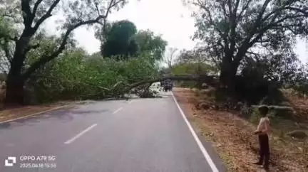 chilla ke pas gira ped road penlagaa jaam