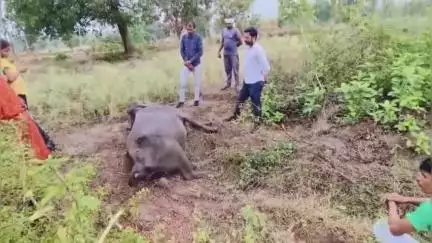 कटंगी: ग्राम खोलापुर में विद्युत तार की चपेट में आकर पालतू भैंस की हुई मौत