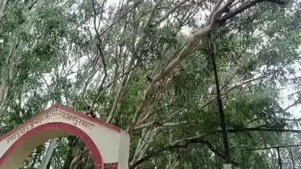 प्रतापपुर: प्रतापपुर प्रखंड कार्यालय द्वार पर 11 हजार वोल्ट तार पर गिरा पेड़ #jansamasya