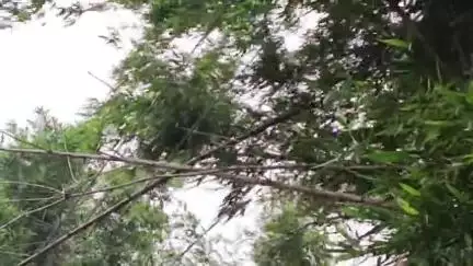 धामा पंचायत वार्ड नंबर 13 वार्ड नंबर 9 में बस गिरने से पूरा धामा पंचायत का लाइट बाधित रहा
