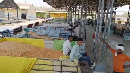 बुरहानपुर नगर: बुरहानपुर: कृषि अधिकारी ने किसानों से रजिस्टर्ड दुकानों से खाद-बीज खरीदने की अपील की