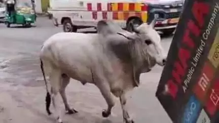 દાહોદ: દાહોદ શહેરના માંણેક ચોક ખાતે રખડતા ઢોરો વચ્ચેની લડાઈમાં કેટલાય વાહનોને નુકસાન