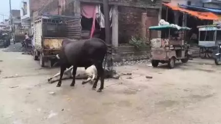मुरैना नगर: जौरा रोड पर करंट लगने से गौवंश की हुई मौत, गौ सेवकों में आक्रोश