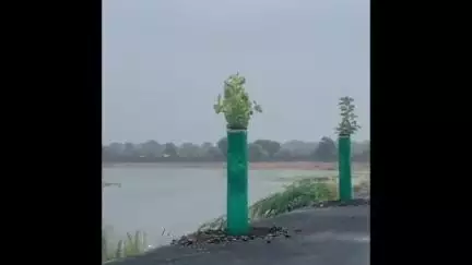 હળવદ: હળવદ શહેર ખાતે સદભાવના વૃદ્ધાશ્રમ દ્વારા નગરપાલિકાના સહયોગથી 2000 વૃક્ષોનું વાવેતર કરાયું