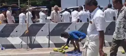 நத்தம்: அள்ளு, அள்ளு, அள்ளு நத்தத்தில் சாலையில் மாங்காய்களை கொட்டி அதிமுகவினர் நடத்திய ஆர்ப்பாட்டத்தில், மாங்காய்களை அள்ளி சென்ற பொதுமக்கள்