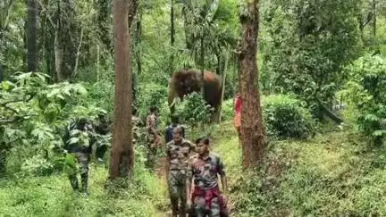 கூடலூர்: தேவர்சோலையில் ஆறுமுகம் என்றவரை நபரை தாக்கிய காட்டு யானையை கும்கி யானை உதவியுடன் வனப்பகுதிக்கு விரட்டுப் பணியில் வனத்துறை தீவிரம்