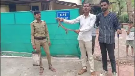 सागर: ऑफिसर कॉलोनी स्थित PHE विभाग के अधिकारी के बंगले में पानी के टैंक में मिला गुहेरा, सूचना पर पहुंचा सर्प मित्र