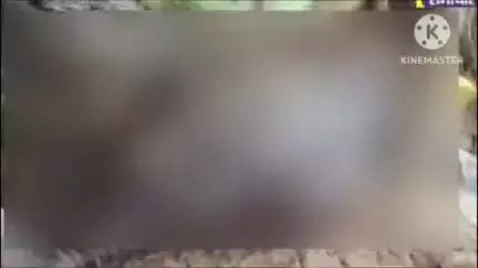 मासलपुर: शंकरपुर में 11 केवी विद्युत लाइन के पोल में करंट आने से मकान में दौड़ा करंट, 2 भैंसों की हुई मौत