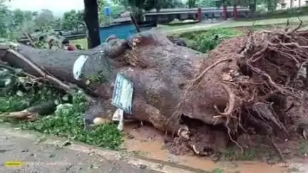 रायडीह: मूसलाधार बारिश और आंधी से विशालकाय आम का पेड़ गिरा, रास्ता अवरुद्ध, पुलिस ने मलबा हटाया