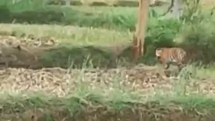 सडक अर्जुनी: पानगाव अंजोरा मार्गावर दिसला वाघ